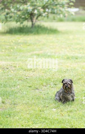 Scruffy black mutt on grass with tree in background Stock Photo