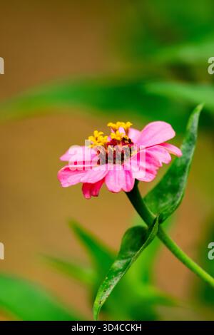 Pink Zinnia flower with a single layer of petals, captured in a close-up profile view in late September, Waukesha County, Wisconsin. Stock Photo