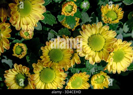 Yellow chrysanthemums on a black background Stock Photo