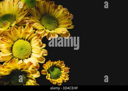 Yellow chrysanthemums on a black background Stock Photo