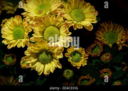 Yellow chrysanthemums on a black background Stock Photo