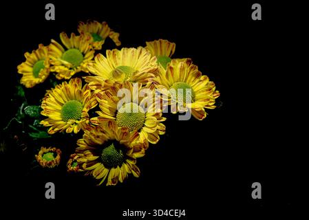 Yellow chrysanthemums on a black background Stock Photo