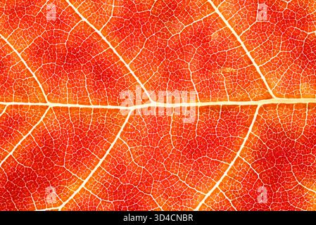 Detailed leaf structure background. High-resolution macro texture showing the detailed leaf veins and natural pattern of an autumn leaf. Stock Photo