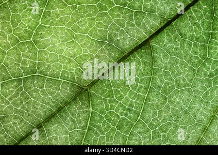 High-resolution macro photography of a green leaf showing its detailed vein structure. Stock Photo
