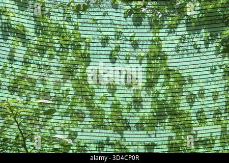 Green shade net hangs over lush leaf, creating beautiful pattern against sky. Sunlight filters through for peaceful, serene feeling of summer and gard Stock Photo