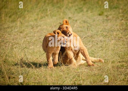 two lion cubs (Panthera leo) playing with each other Photographed at Masai Mara national reserve, Kenya in April Stock Photo