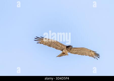 Short-toed Snake Eagle (Circaetus gallicus) in flight with a blue sky background. This bird of prey is found throughout the Mediterranean basin, Russi Stock Photo