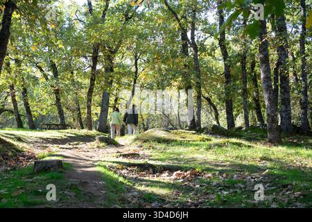 Mature couple enjoying a nature walk together, holding hands in a sunlit forest Stock Photo