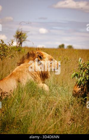 a male lion Panthera leo rests in the shade Photographed at Masai Mara ...
