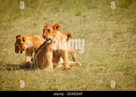 two lion cubs (Panthera leo) playing with each other Photographed at Masai Mara national reserve, Kenya in April Stock Photo