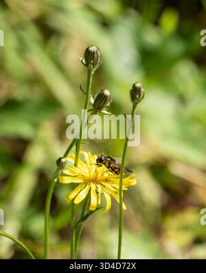Hoverfly, likely from the genus Cheilosia on a dandelion (Taraxacum officinale)  Photographed in the Austrian Alps in August Stock Photo