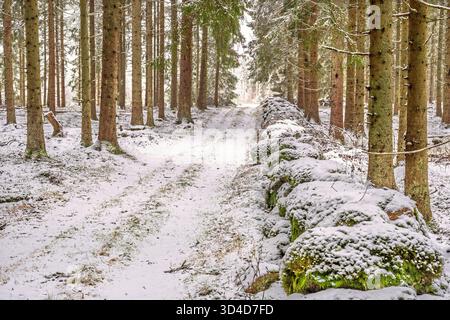 Forest road by a stone wall in a spruce forest with snow on the ground Stock Photo