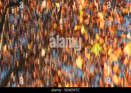 Abstract fall foliage with ICM technique, creating a surreal blend of warm tones and vertical motion blur. Stock Photo