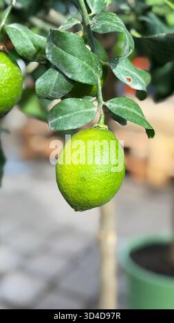 Green lemons growing on a lemon tree (Citrus limon) in a nursery. Stock Photo