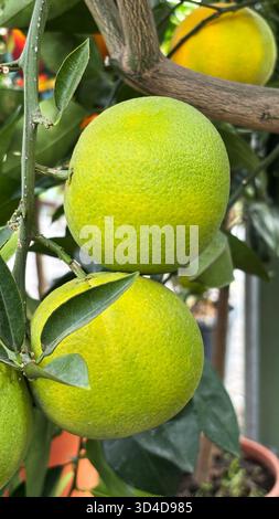 Pomelo citrus fruits (Citrus maxima) growing on the pomelo tree in a nursery plant. Native to Asia. Close-up. Stock Photo