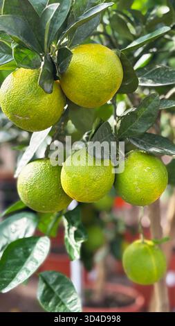 Pomelo citrus fruits (Citrus maxima) growing on the pomelo tree in a nursery plant. Native to Asia. Close-up. Stock Photo
