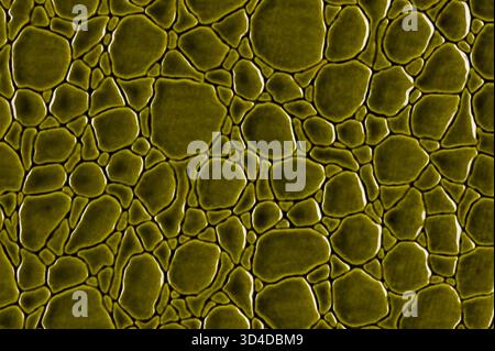 Shiny green leather surface close up. Stock Photo