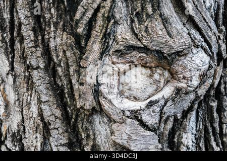 Close-up Tree Bark Rough Texture Stock Photo