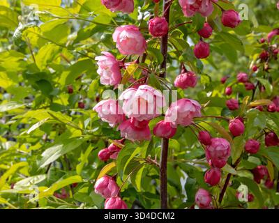 Close-up of double pink apple tree blossoms in the garden. The lush, layered petals evoke the freshness of spring and the delicate beauty of flowering Stock Photo