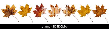 Yellow red and brown autumn maple leaves covered with fresh raindrops set isolated on white background. Symbol of fall, moisture, freshness, and seaso Stock Photo