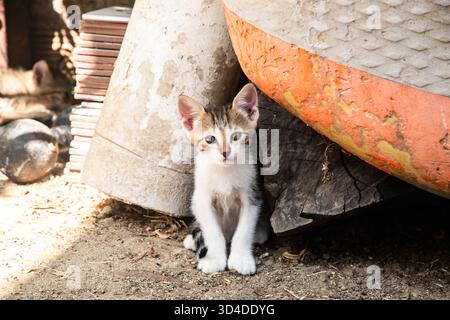 Cute tiny kitten sitting and looking directly at camera in a rural backyard Stock Photo