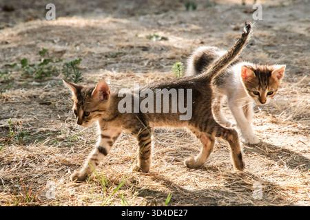 Two adorable small tabby kittens running and exploring on dry grass and dirt in a sunny backyard Stock Photo