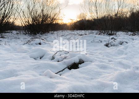 A peaceful winter scene showing a snow-covered field at sunset. The low sun casts a golden light over the untouched snow, while leafless bushes frame Stock Photo
