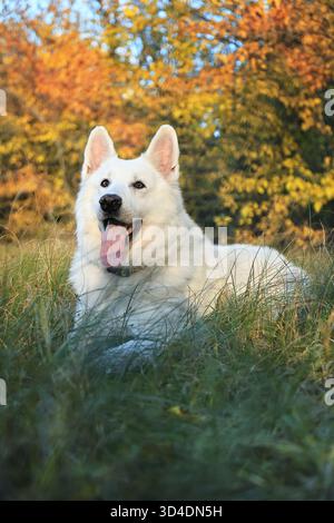 A White Swiss Shepherd in the park in autumn. A White Swiss Shepherd on a walk in the autumn forest. A White Swiss Shepherd posing among autumn leaves Stock Photo