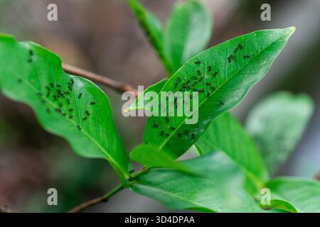 A macro close-up of a large colony of small black ants crawling on vibrant green leaves Stock Photo