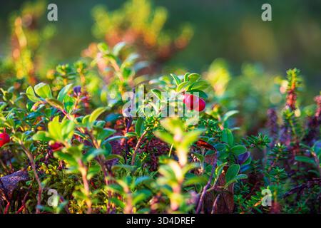 vibrant ripe wild lingonberries growing on low evergreen shrubs illuminated by golden evening sunlight in a northern scandinavian forest. Stock Photo
