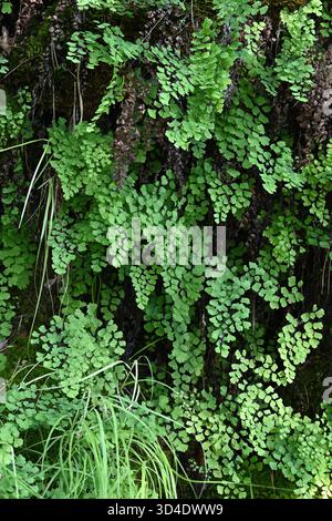 Adiantum capillus-veneris fern variously known as Maidenhair Fern, Southern Maidenhair Fern, Black Maidenhair Fern & Venus Hair Fern Stock Photo
