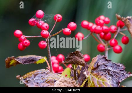 Red berries fruiting Viburnum Stock Photo