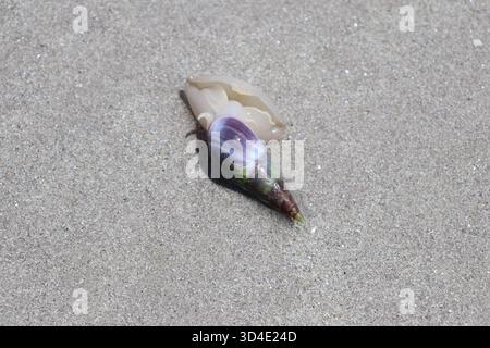 Beautiful Violet Snail that came out with a wave, turning around to dig itself in the beach sand. Vibrant colors and beautiful patterns. Stock Photo