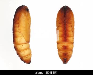 Pupa of Galleria mellonella, the greater wax moth or honeycomb moth. Stock Photo