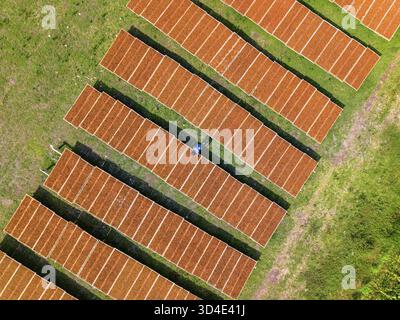 Aerial view of lush green tobacco plants growing in perfectly aligned ...