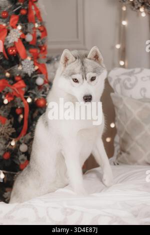 Gray dog breed Husky near half a turn on the background of the autumn ...