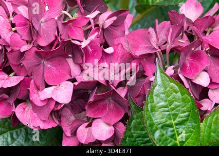 Mophead Hydrangea Red Bigleaf Hydrangea Stock Photo