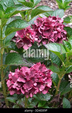Mophead Hydrangea blooming Bigleaf Hydrangea Stock Photo
