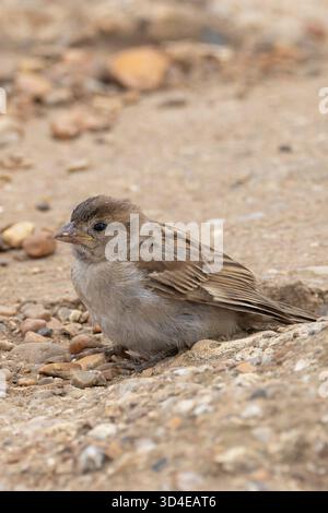 House Sparrow (Passer domesticus) juvenile Norfolk August 2025 Stock Photo