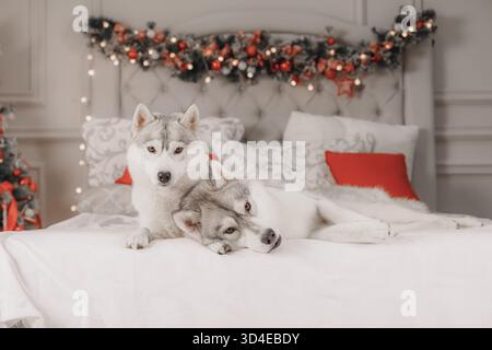 Two Siberian huskies relaxing on white bed, red pillows, and Christmas garland in background. Stock Photo