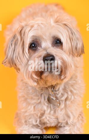 Brown Havanese dog lying down and looking at camera against yellow background in photography studio Stock Photo