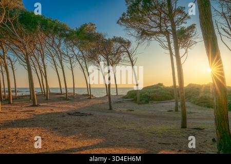 Golden sun setting through the trunks of maritime pine trees, Pineta, along the coast of Marina di Cecina, Tuscany, Italy. The scene features the sea Stock Photo