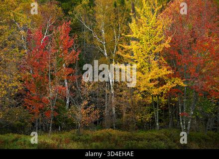 Maple and birch trees in fall color at Axton Landing on the Raquette River in Adirondack Park, New York Stock Photo