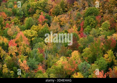 Maple and Birch trees in Autumn; Adirondack Park, New York Stock Photo