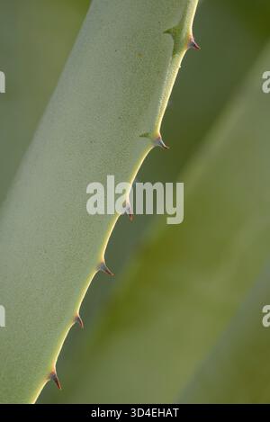 Desert Agave, Anza-Borrego Desert State Park, California. Stock Photo