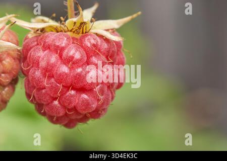 Close up of fresh ripe raspberry with green blurred background highlighting detailed texture. Stock Photo