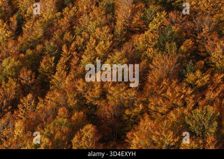 Dense orange autumn forest canopy filling the frame, Hakkoda Ropeway Stock Photo