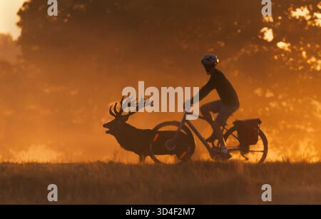 Dramatic scene showing a red deer stag roaring beside a passing cyclist in a misty park at sunrise, captured in warm golden light, UK. Stock Photo