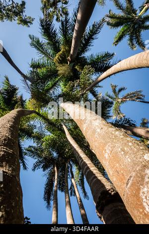 cluster of palm trees photographed from the ground to give extended height effect at the Botanical Garden in Durban. Stock Photo