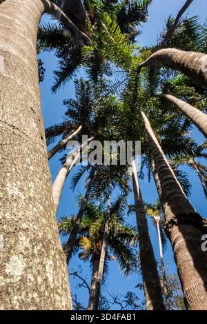 cluster of palm trees photographed from the ground to give extended height effect at the Botanical Garden in Durban. Stock Photo